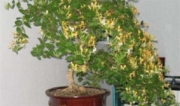 盆栽金银花种植技术