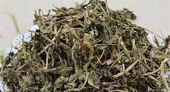 灵香草的药用功效