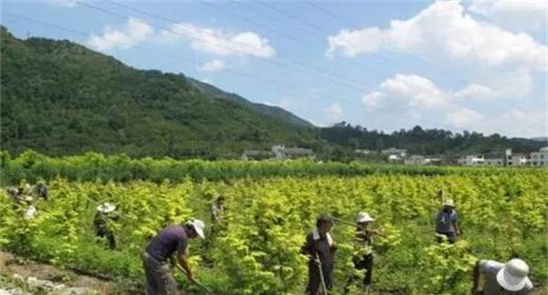 山茱萸田间管理的内容与技术要点有哪些