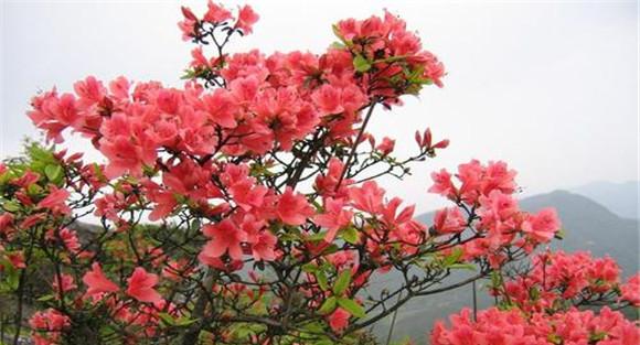 杜鹃花简介