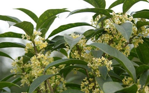 桂花栽培技术