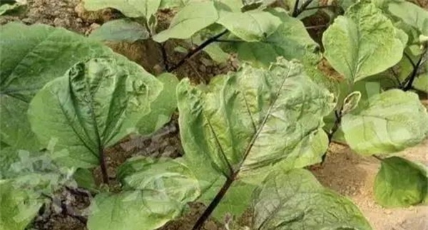 茄子缺钙