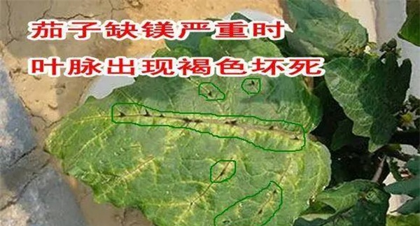 茄子缺镁