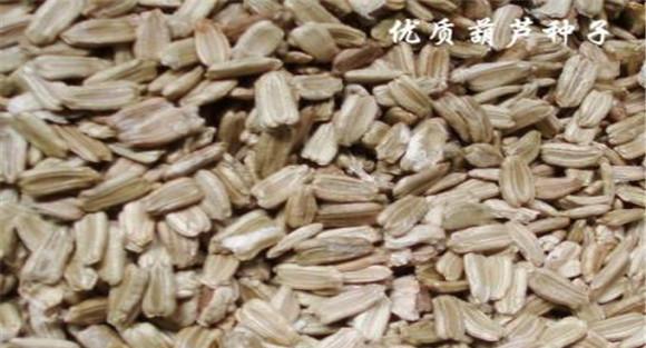 葫芦种子