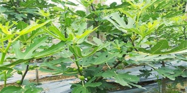 无花果的生态习性