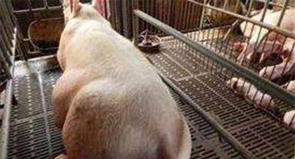 母猪子宫脱落是什么原因引起的