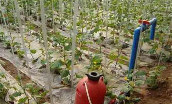 水溶肥要少量多次施用