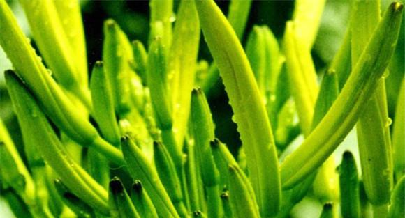 黄花菜的营养成分