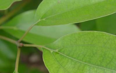 茶叶种植技术