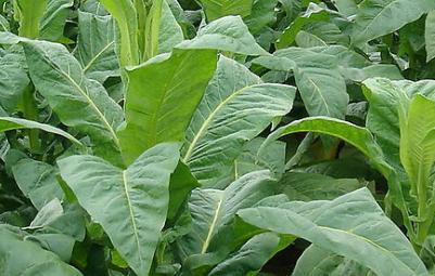 茶叶种植技术