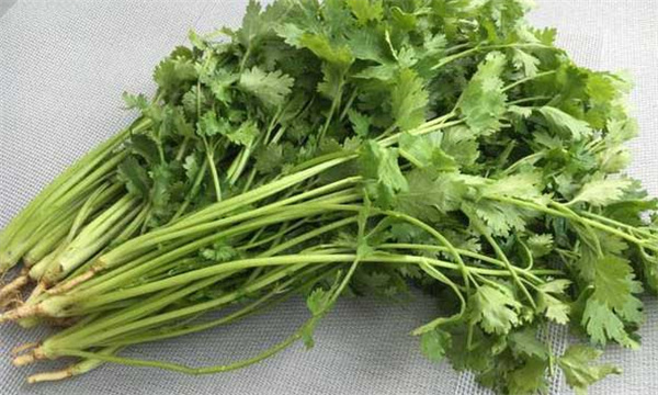 香菜如何储藏保鲜