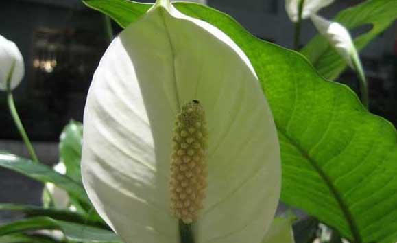花卉养殖方法