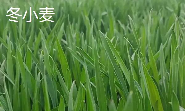 冬小麦主要分布在哪里