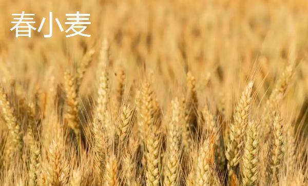 冬小麦和春小麦的区别