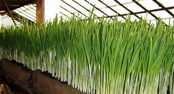 蒜苗种植的搭设架床方法