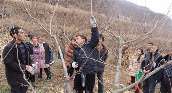 李子树冬剪什么时候合适