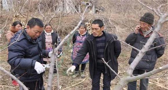 李树的冬季修剪方法