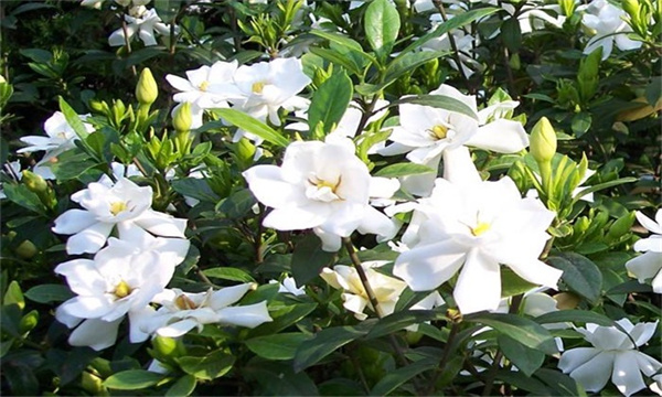 栀子花土壤条件要求