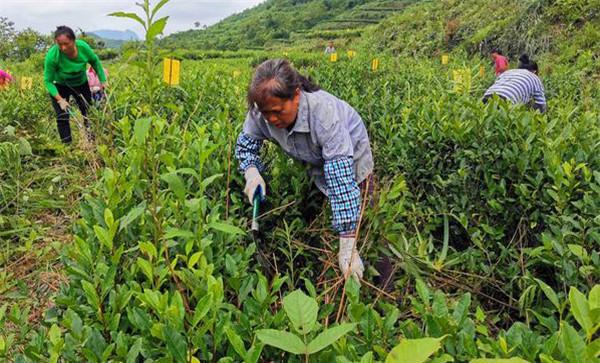 茶园主要杂草哪些