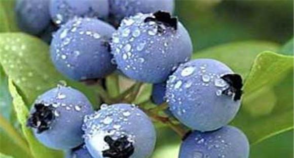 蓝莓种植：蓝莓高效种植技术介绍