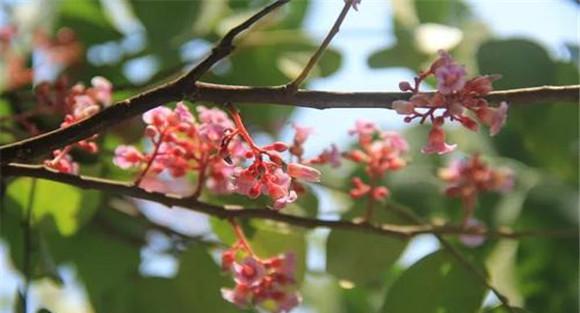 杨桃树如何疏花疏果