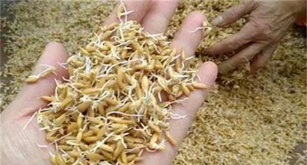 稻种如何进行炼芽