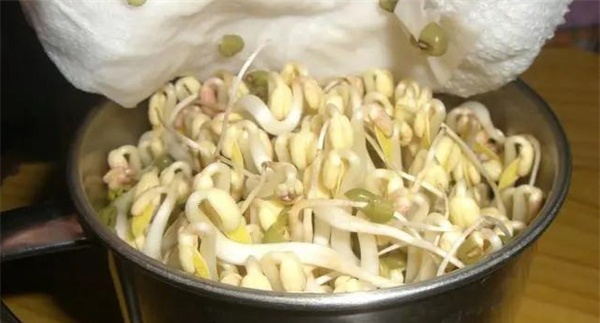 生产绿豆芽苗菜如何进行冲淋水