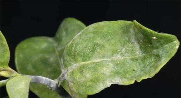 金银花白粉病的症状有哪些 金银花白粉病怎么治