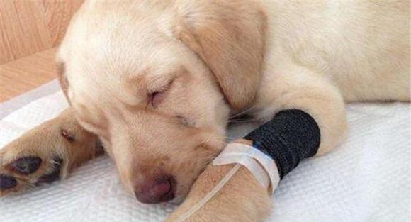犬瘟热初期的一般症状