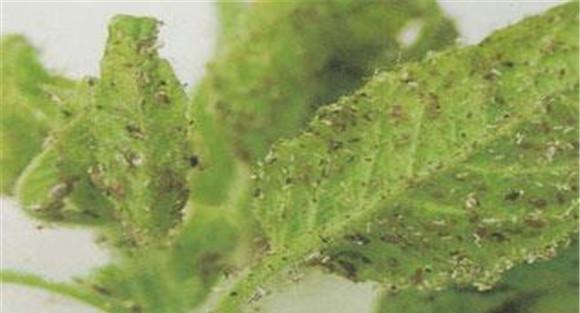芝麻主要病虫害有哪几种