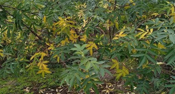 花椒落叶病发病规律