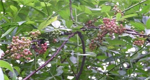 花椒落叶病的防治方法