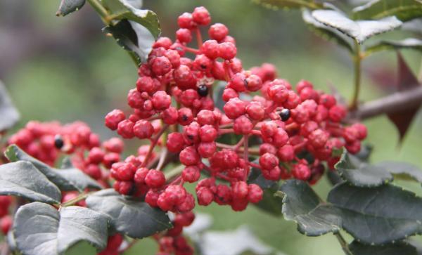 花椒树的栽培要点