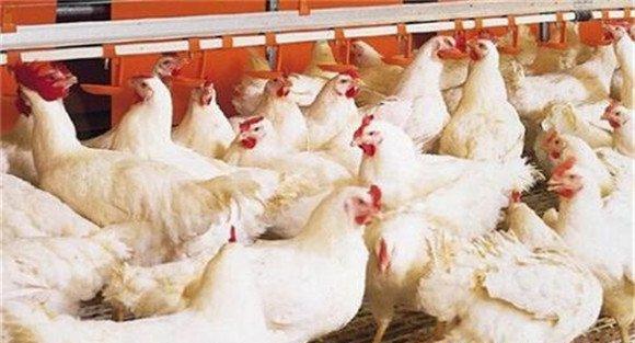 养殖肉鸡的供水条件
