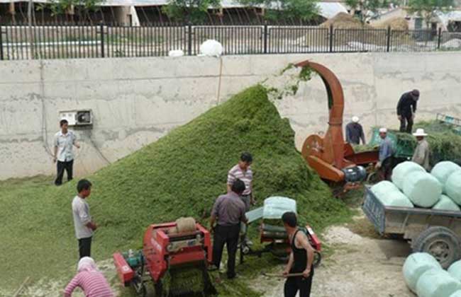 种草作为家禽家畜的青绿饲料的技术要点