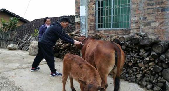 牛狂犬病诊疗失误产生的原因