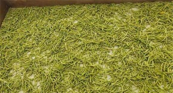 金银花修剪时间和方法