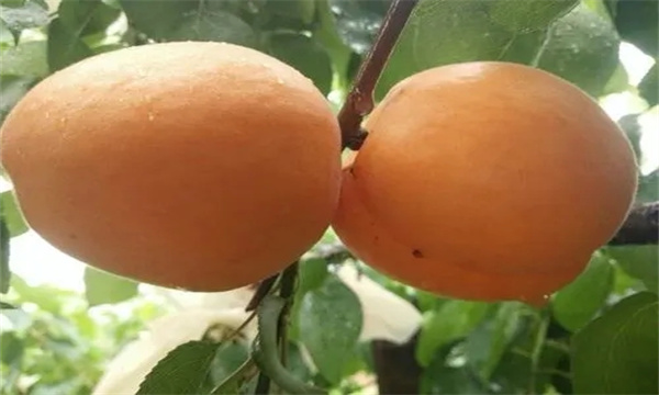 杏设施栽培的优良品种有哪些