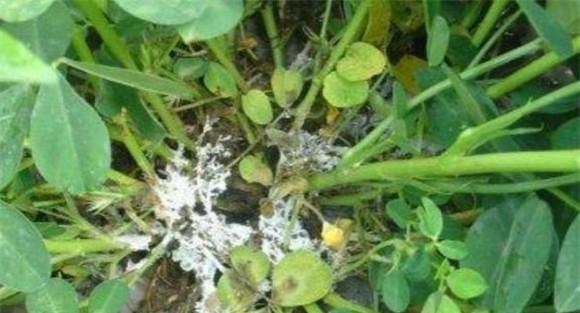 花生白绢病防治方法