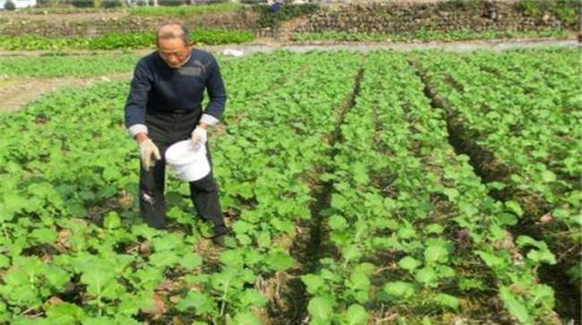 油菜施肥一般在什么时候