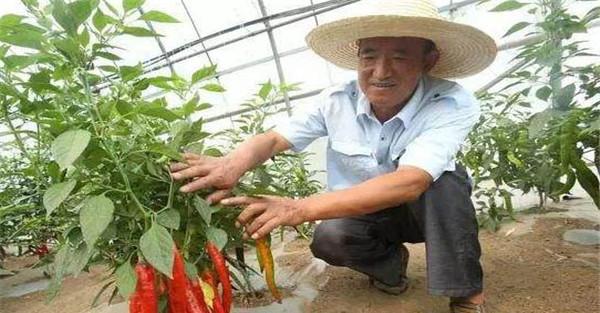 内源激素与落花落果