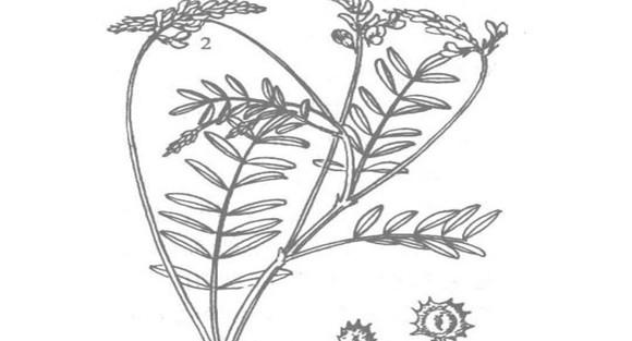 红豆草植物学特征及生态学特性