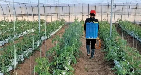 番茄怎样合理追肥与叶面施肥