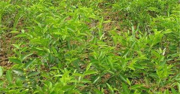 枣树幼苗移栽要点