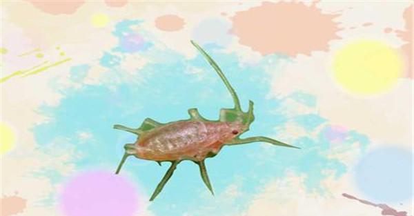 桃粉蚜的形态特征