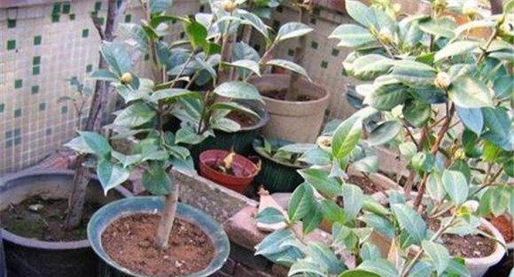 栽培管理茶花要注意什么