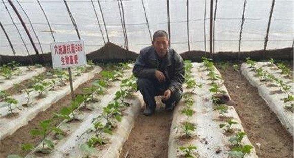 温室黄瓜的定植管理
