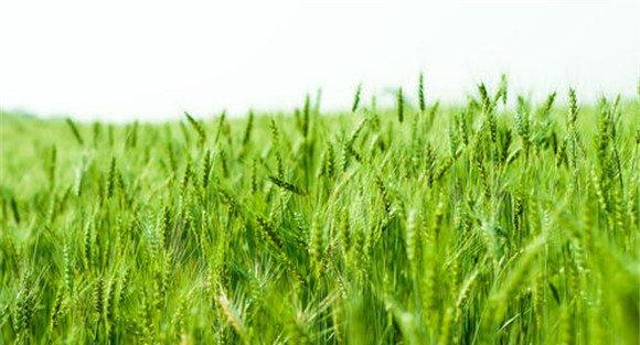 大麦种植管理技术要点