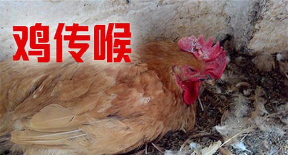 鸡传染性喉气管炎疫苗用法