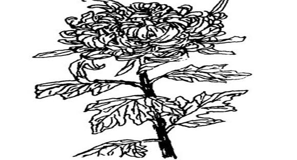 菊花的栽培技术要点
